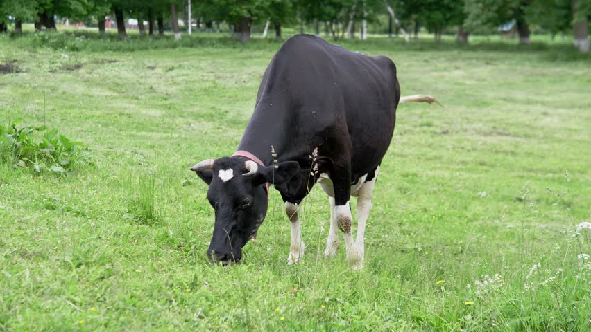 A black and white cow stands in a grassy pasture with its head down feeding, while another cow is partly visible at the edge and soft trees form a blurred rural background in