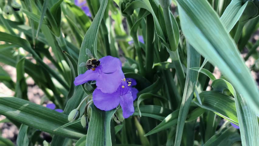 A bee collects nectar from a purple flower surrounded by green foliage in a garden.