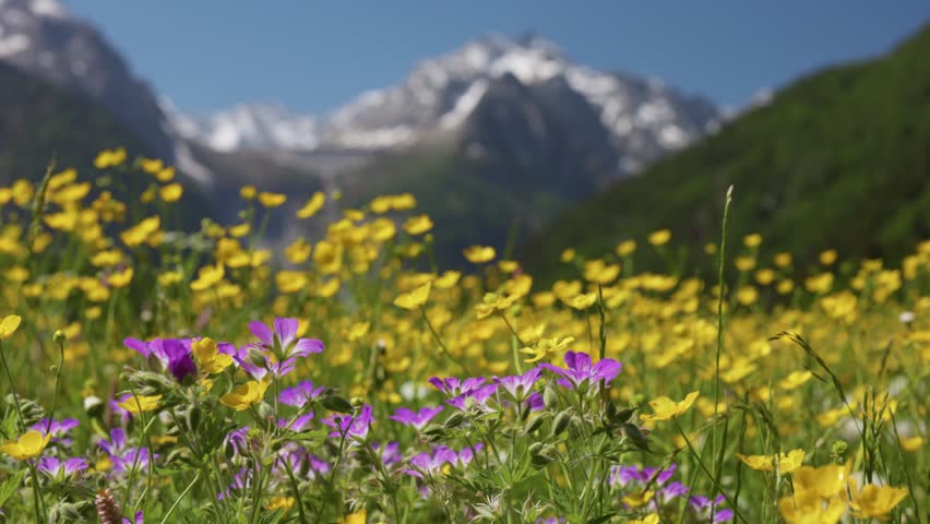 Beautiful purple and yellow wildflowers blooming on green meadow. Majestic snow-capped mountains stand tall in blurred background. Switzerland alpine, near saint Moritz