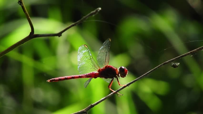 Vibrant Red Dragonfly Perched on Thin Branch in Sunlit Summer Garden