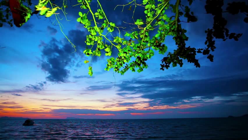 Beautiful sunset over the ocean with a tree branch in the foreground