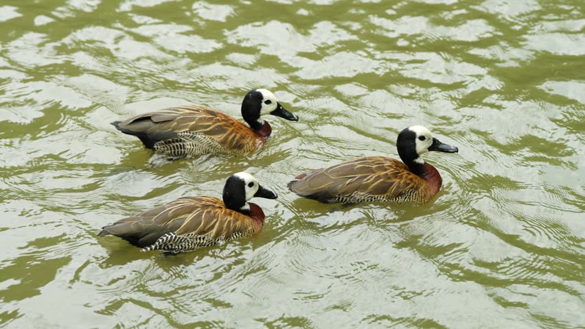 The white-faced whistling duck (Dendrocygna viduata) swimming in the pond