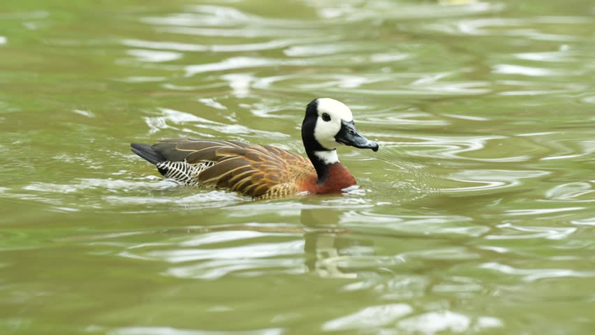 The white-faced whistling duck (Dendrocygna viduata) swimming in the pond