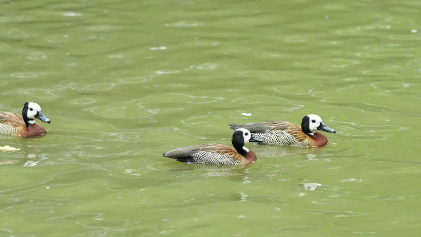 The white-faced whistling duck (Dendrocygna viduata) swimming in the pond