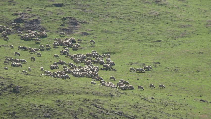 Traditional Sheep Grazing in Mountain Valley. Flock of Sheep Grazing Mountain Pasture Summer Alps
