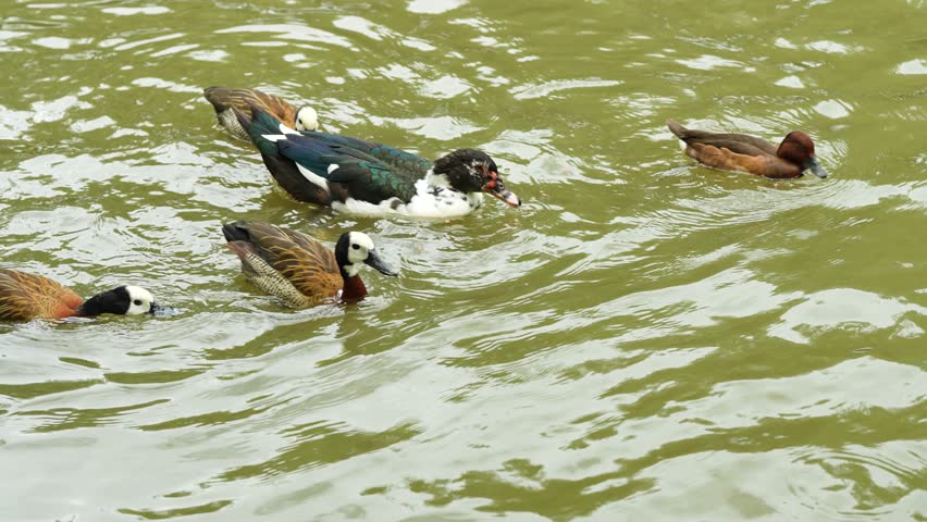 Muscovy duck swimming in the pond
