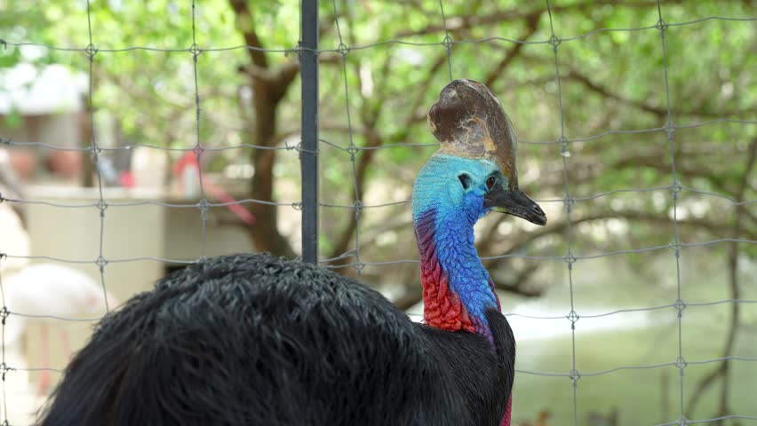 The cassowary (often simply called a cassowary) is a large, flightless bird with a prehistoric appearance
