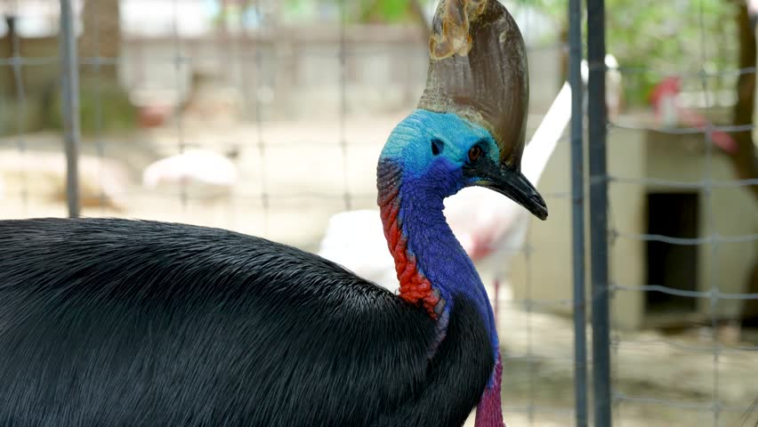 The cassowary (often simply called a cassowary) is a large, flightless bird with a prehistoric appearance
