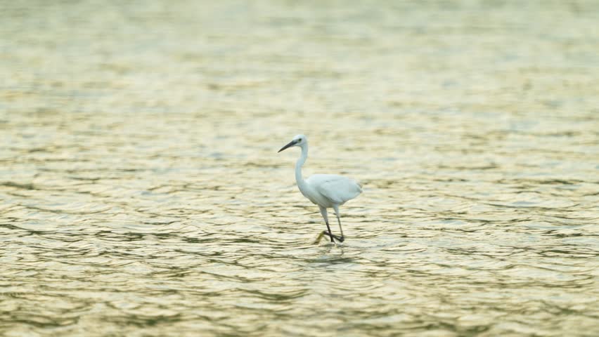 Great White Egret (Ardea alb) hunt fish in the pond.