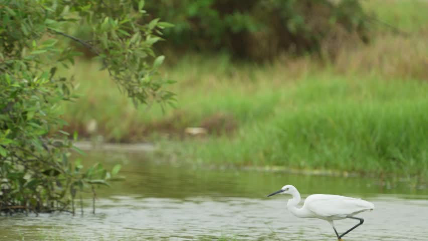 Great White Egret (Ardea alb) hunt fish in the pond.