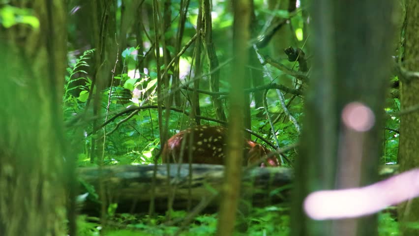 Spotted whitetail deer fawn (Odocoileus virginianus) standing behind an old down log in a dense green forest while grooming and licking itself during late spring in Dunn County, Wisconsin, USA.