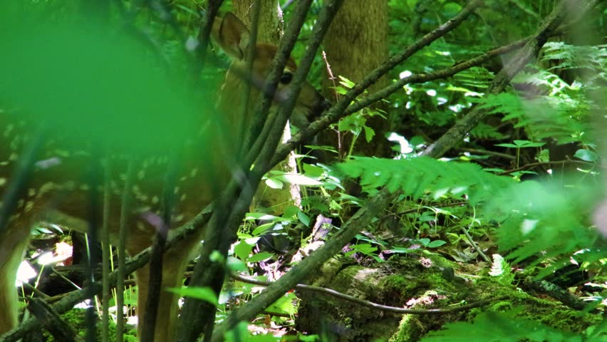Spotted whitetail deer (Odocoileus virginianus) looking at the camera in a dense green forest before turning its head to groom itself during late spring in Dunn County, Wisconsin, USA.