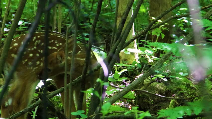 Spotted whitetail deer fawn (Odocoileus virginianus) lying down on the forest floor during late spring in Dunn County, Wisconsin, USA.