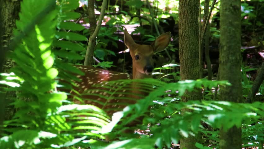 Spotted whitetail deer fawn (Odocoileus virginianus) grooming and scratching in a forest during late spring in Dunn County, Wisconsin, USA.