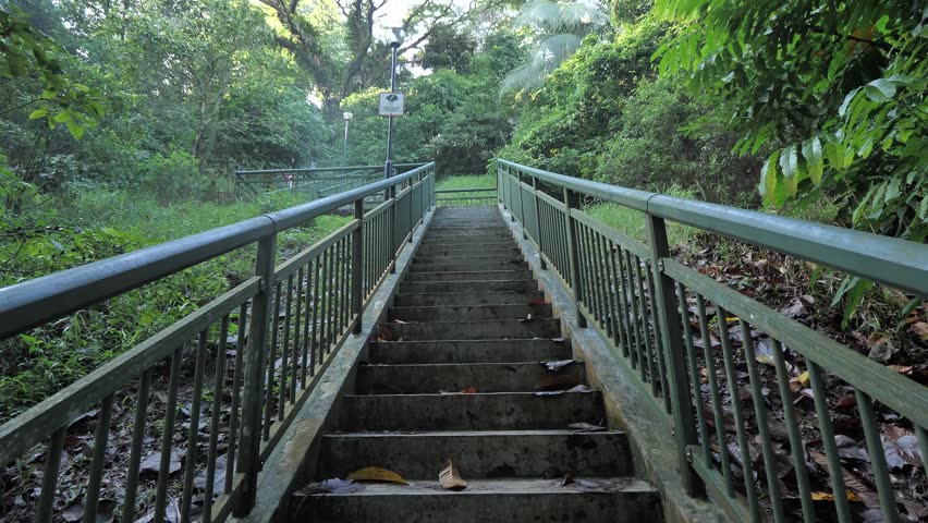 Cement stairway with metal railing leads through lush green forest filled with dense plant life creating a peaceful outdoor nature path.