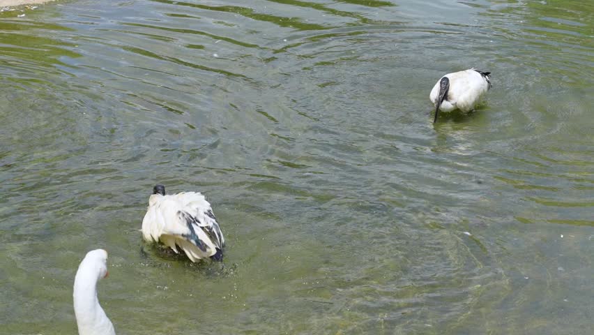 birds in the water, two ibis preening and cleaning its feather in the pond, black and white bird flapping wings in the water