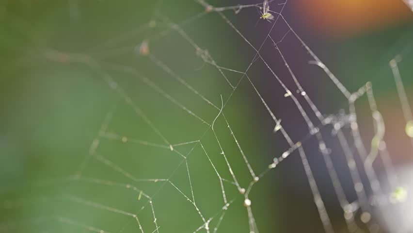 Dewy spider web in warm sunlight with soft green bokeh