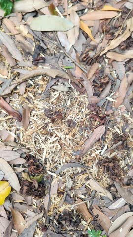 Close-up of dry fallen leaves and organic plant debris on a forest floor, creating a natural textured background and seasonal nature scene.