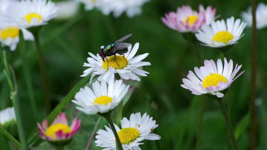 Green Bottle Fly on White Daisy Flower, Macro Nature Photography