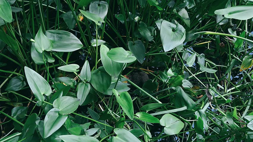A lush garden pond surrounded by dense green plants, lily pads, tall grasses, leafy aquatic plants, and natural rock borders. The water reflects the surrounding foliage, creating a calm botanical setting with deep greens, soft sunlight, and layered garden textures.
