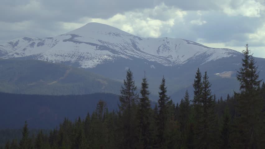 Panning shot of pine forest and snow covered mountain peak
