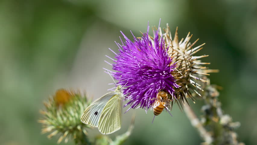 Honey Bee and cabbage white butterfly on a thistle in a macro view.