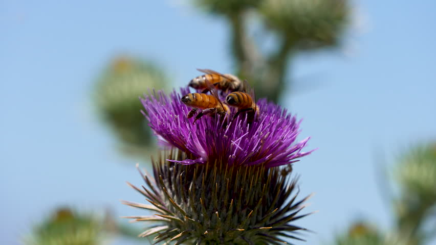 Butterfly landing on a thistle with honey bees collecting pollen.
