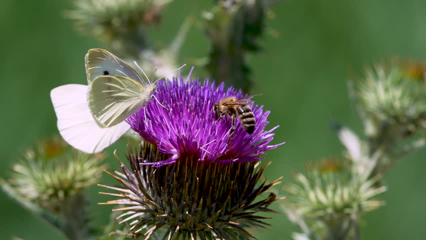 Butterflies and a bee on a thistle as a wasp flies in slow motion.