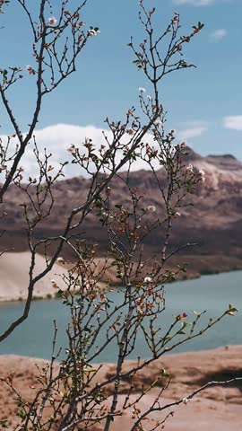 Thin desert branches with small green leaves and soft white blooms stand in front of turquoise water near Las Vegas Nevada. Rocky brown mountains, pale sand, and a clear blue sky create a dry desert landscape with calm natural colors.