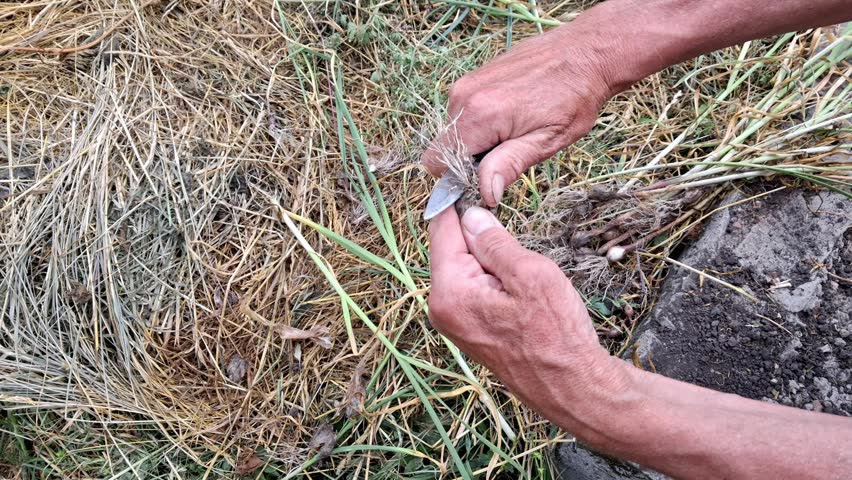 A man peels early garlic with a knife.