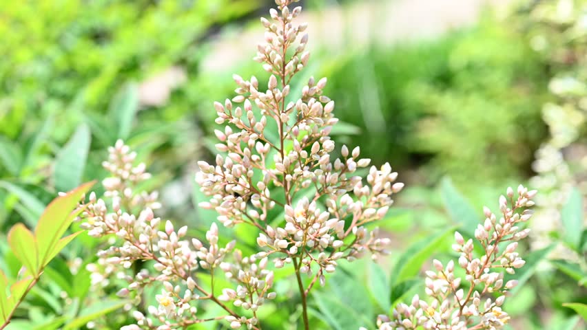 Nandina domestica plant blooming with white flowers in spring garden. Heavenly bamboo shrub green foliage close up shot for natural seasonal texture and botanical background design.