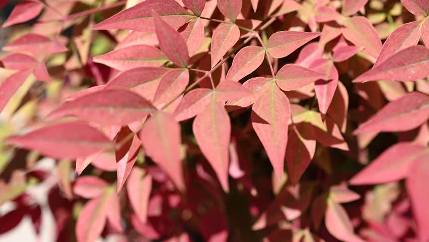 Nandina domestica plant showing red autumn leaves in sunny garden. Heavenly bamboo shrub foliage close up shot for natural seasonal texture and botanical background design.