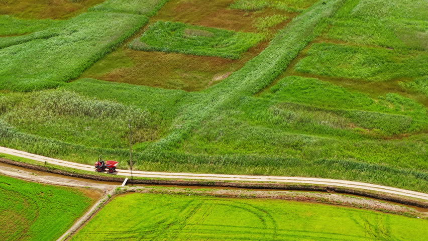Aerial view of red tractor traveling along rural road between wetlands and rice fields in Ebro Delta, Spain, agricultural landscape with irrigation canals and protected marsh ecosystem
