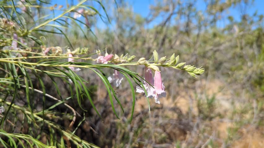 Desert willow (Chilopsis linearis) tree in summer. Close-up of fragrant trumpet shaped blooms that attract hummingbirds.