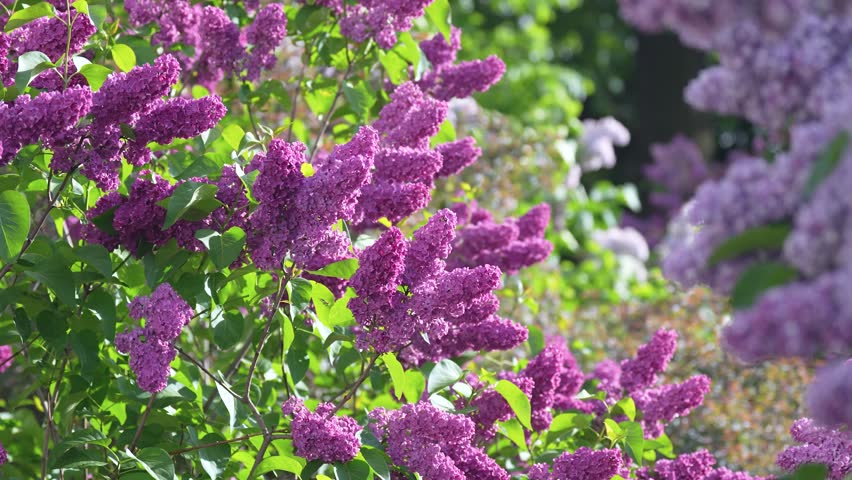 Decorative Syringa vulgaris known as Lilac, small ornamental trees and shrubs in full bloom in spring garden, lush blossoming violet and purple Lilac bushes with large fragrant flowers swaying in wind