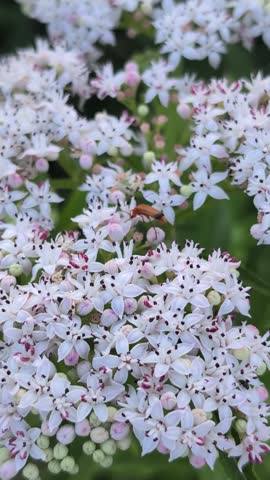 An orange soldier beetle on a white flower