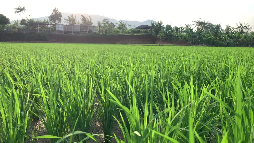 Vibrant rice plants stretch across a lush green field. Distant trees and hills frame the tranquil farmland. Soft light bathes the scene, creating a peaceful rural mood. Ideal for nature, agriculture.