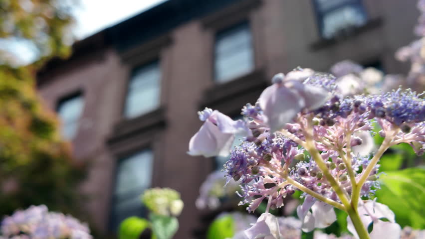 purple and white flowers in a front garden in Carroll Gardens Brooklyn