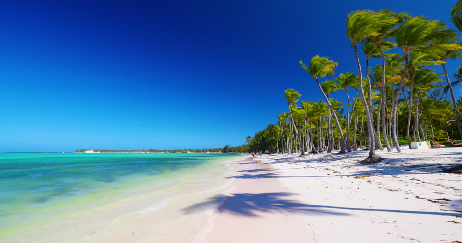 Caribbean sea shore and exotic tropical beach with sunbeds and coconut palm trees on white sand, Bavaro, Punta Cana, Dominican Republic