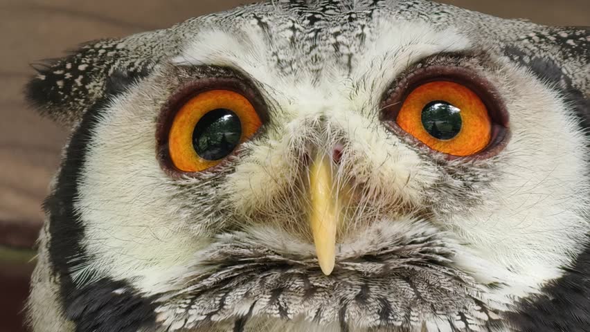 Extreme close-up of an owl with bright orange eyes