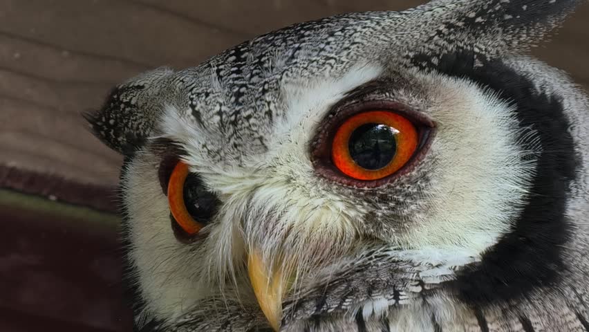 Extreme close-up of an owl with bright orange eyes