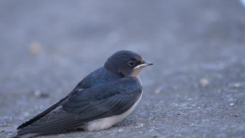 Close up portrait of a juvenile swallow bird resting on the ground, detailed wildlife macro footage with a soft blurred background