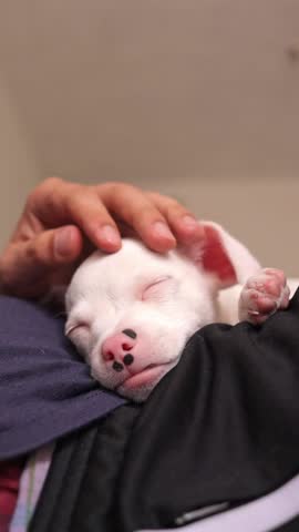 Human hand petting sleeping white pinscher puppy