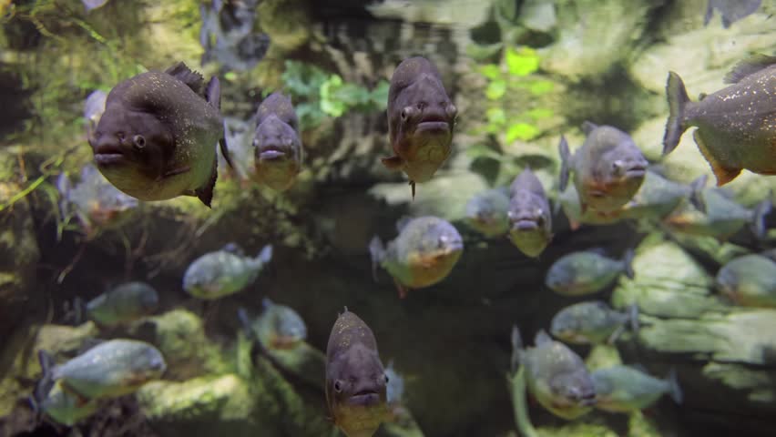 Piranha school swimming together in an aquarium tank underwater.