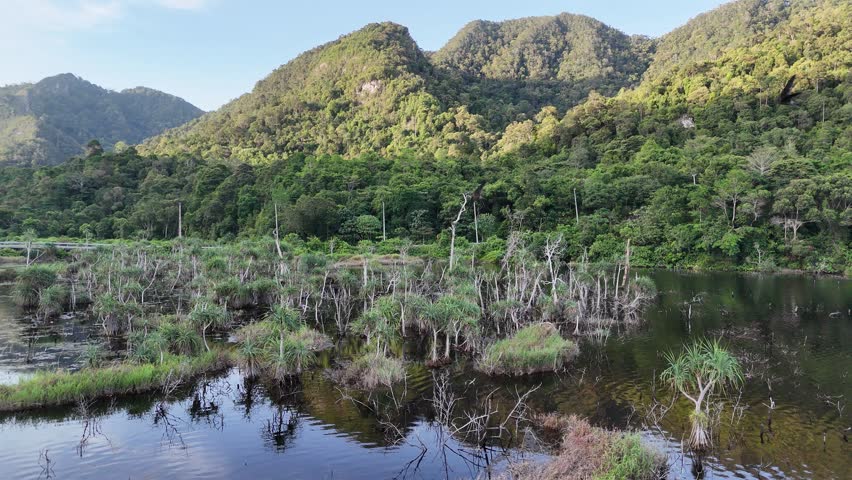 The environment of mangrove swamp landscape