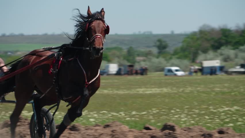 Majestic brown horse with a flowing black mane galloping at full speed across a green field, pulling a cart during a competitive harness racing event on a sunny day in the countryside