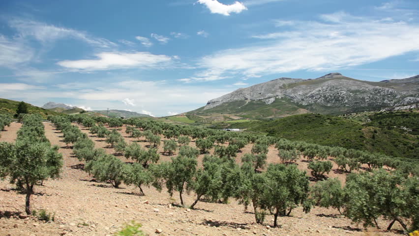Spain. Andalucia. Driving on the road near the olive groves