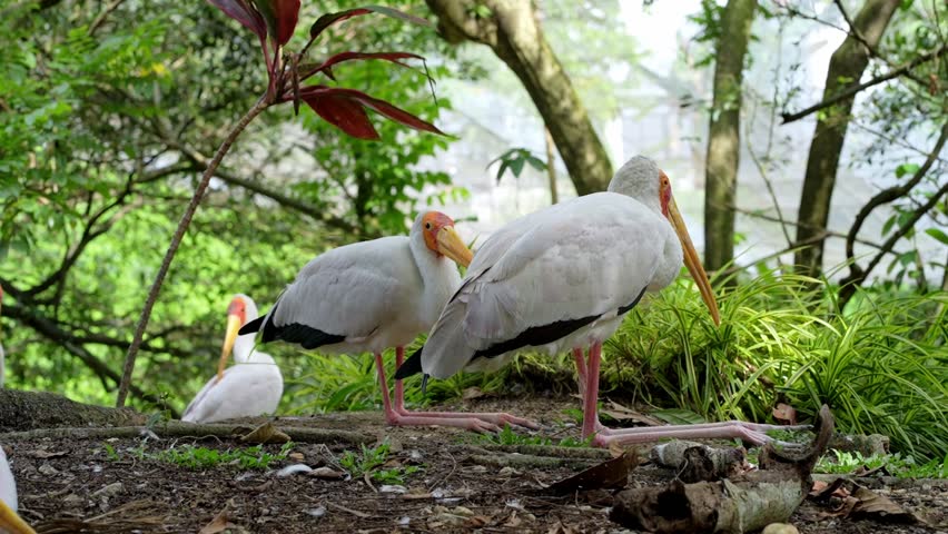 side portrait of white stork in the wild, yellow billed stork hock sitting in the park, white bird resting in the afternoon, wild bird behaviour in nature footage