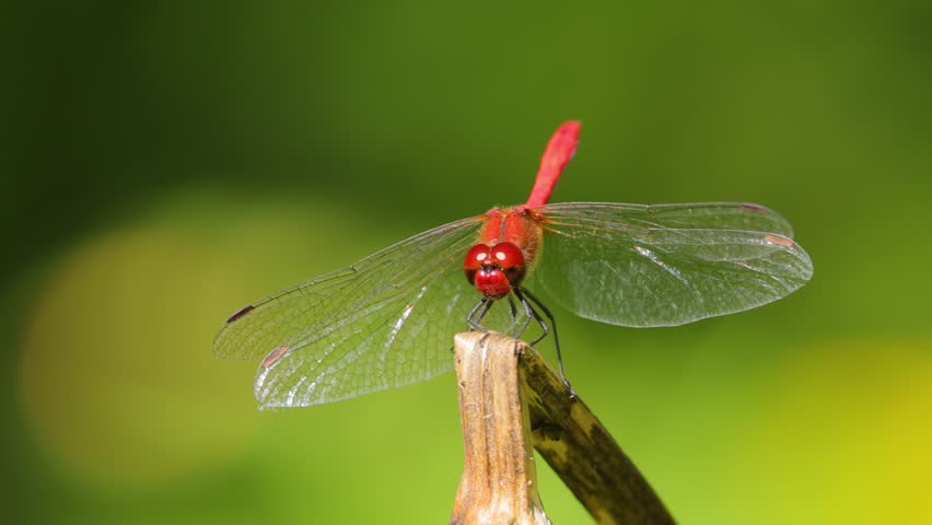 Red dragonfly sitting on branch then flying away motion clip.