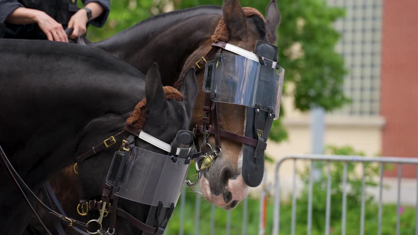 Close up of police horses with protective eye shields 4K